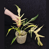 Rare Variegated Philodendron Florida Beauty x Tortum Live Plant - Split Leaf Aroid - Exotic Indoor Plant - Hybrid Aroid - US Seller
