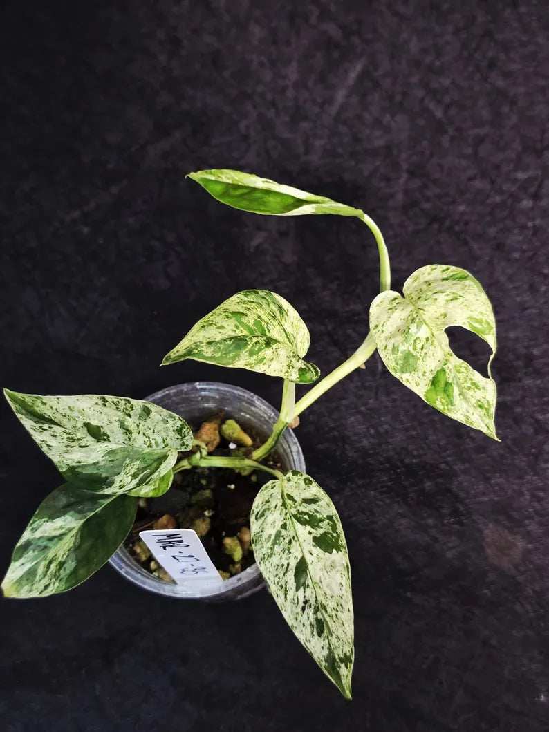 RARE Variegated Epipremnum Pinnatum Albo - Exact SAME Plant - US Seller