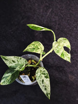 RARE Variegated Epipremnum Pinnatum Albo - Exact SAME Plant - US Seller