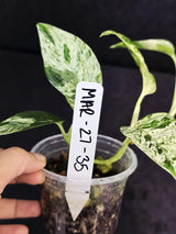 RARE Variegated Epipremnum Pinnatum Albo - Exact SAME Plant - US Seller