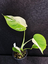 Variegated Monstera Albo - Rare White Monstera Borsigiana Baby Plant - EXACT Plant - US Seller