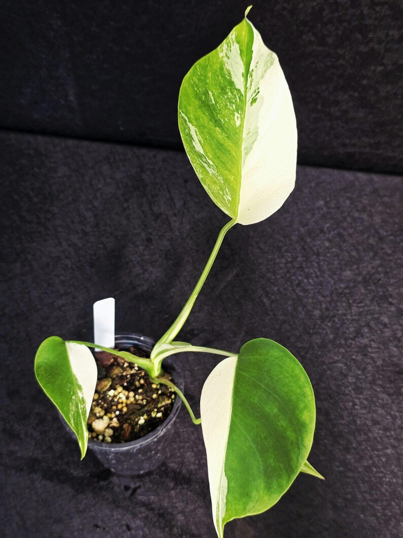 Variegated Monstera Albo - Rare White Monstera Borsigiana Baby Plant - EXACT Plant - US Seller
