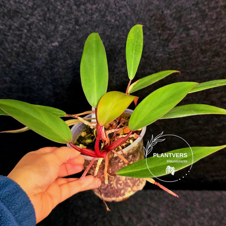 Reverted Philodendron Strawberry Shake Live Plant - Rare Collector Plant - EXACT Plant - US Seller