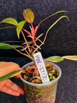 Reverted Philodendron Strawberry Shake Live Plant - Rare Collector Plant - EXACT Plant - US Seller