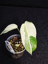 Variegated Monstera Albo - Rare White Monstera Borsigiana Baby Plant - EXACT Plant - US Seller
