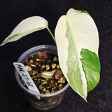 Variegated Monstera Albo - Rare White Monstera Borsigiana Baby Plant - EXACT Plant - US Seller
