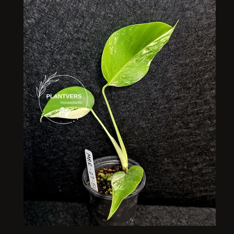 Variegated Monstera Albo - Rare White Monstera Borsigiana Baby Plant - EXACT Plant - US Seller