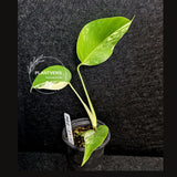 Variegated Monstera Albo - Rare White Monstera Borsigiana Baby Plant - EXACT Plant - US Seller