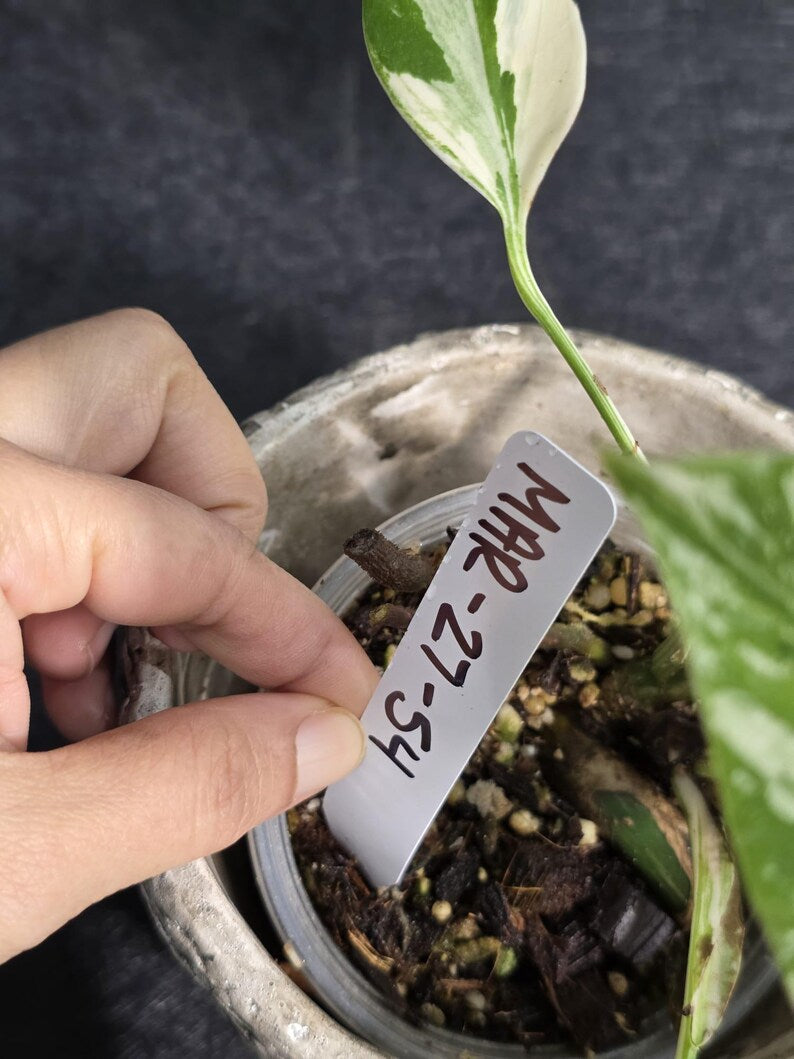 Variegated Monstera Albo - Rare White Monstera Borsigiana Baby Plant - EXACT Plant - US Seller