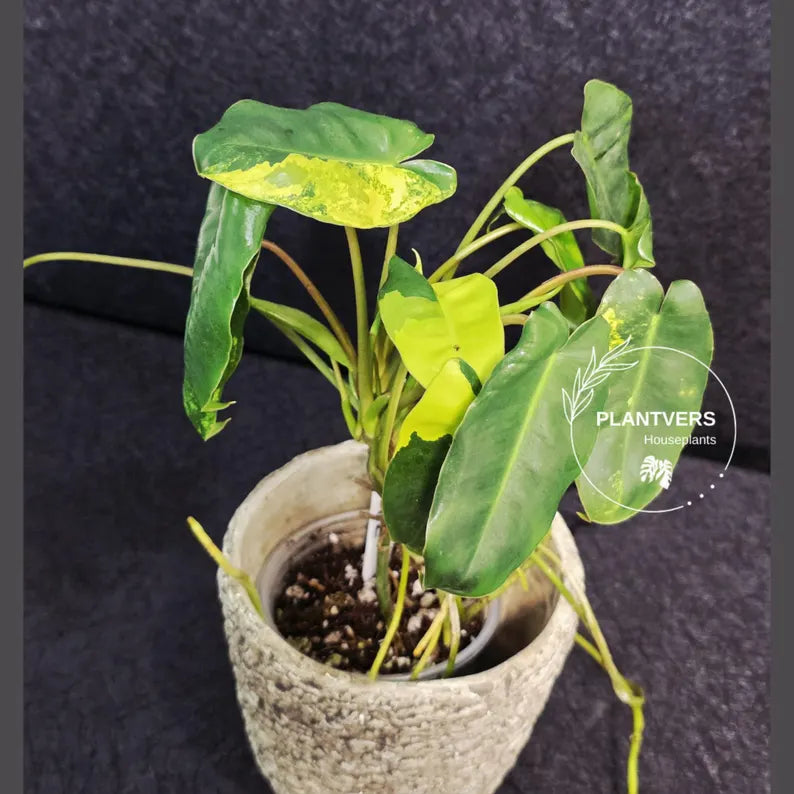Variegated Burle Marx Philodendron Plant - Tropical Houseplant - Rare EXACT Plant - US Seller
