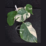 Variegated Monstera Albo - Rare White Monstera Borsigiana Baby Plant - EXACT Plant - US Seller