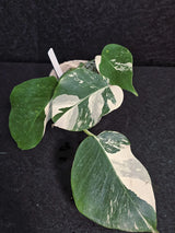 Variegated Monstera Albo - Rare White Monstera Borsigiana Baby Plant - EXACT Plant - US Seller
