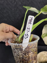Variegated Monstera Albo - Rare White Monstera Borsigiana Baby Plant - EXACT Plant - US Seller