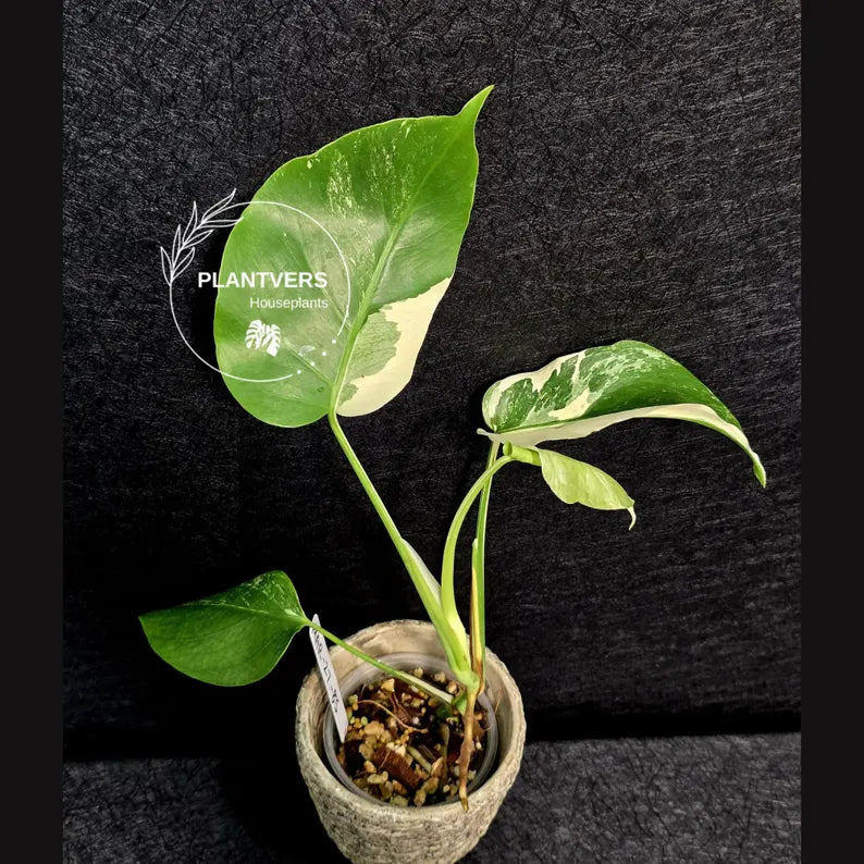 Variegated Monstera Albo - Rare White Monstera Borsigiana Baby Plant - EXACT Plant - US Seller