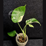 Variegated Monstera Albo - Rare White Monstera Borsigiana Baby Plant - EXACT Plant - US Seller