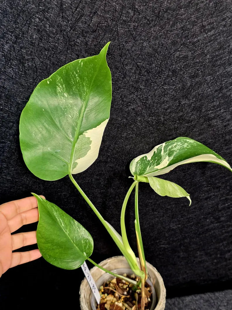 Variegated Monstera Albo - Rare White Monstera Borsigiana Baby Plant - EXACT Plant - US Seller