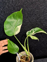 Variegated Monstera Albo - Rare White Monstera Borsigiana Baby Plant - EXACT Plant - US Seller