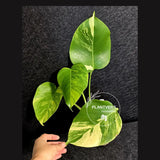Monstera Aurea Variegated Borsigiana - Rare Monstera Marmota - Exact SAME Plant - US Seller