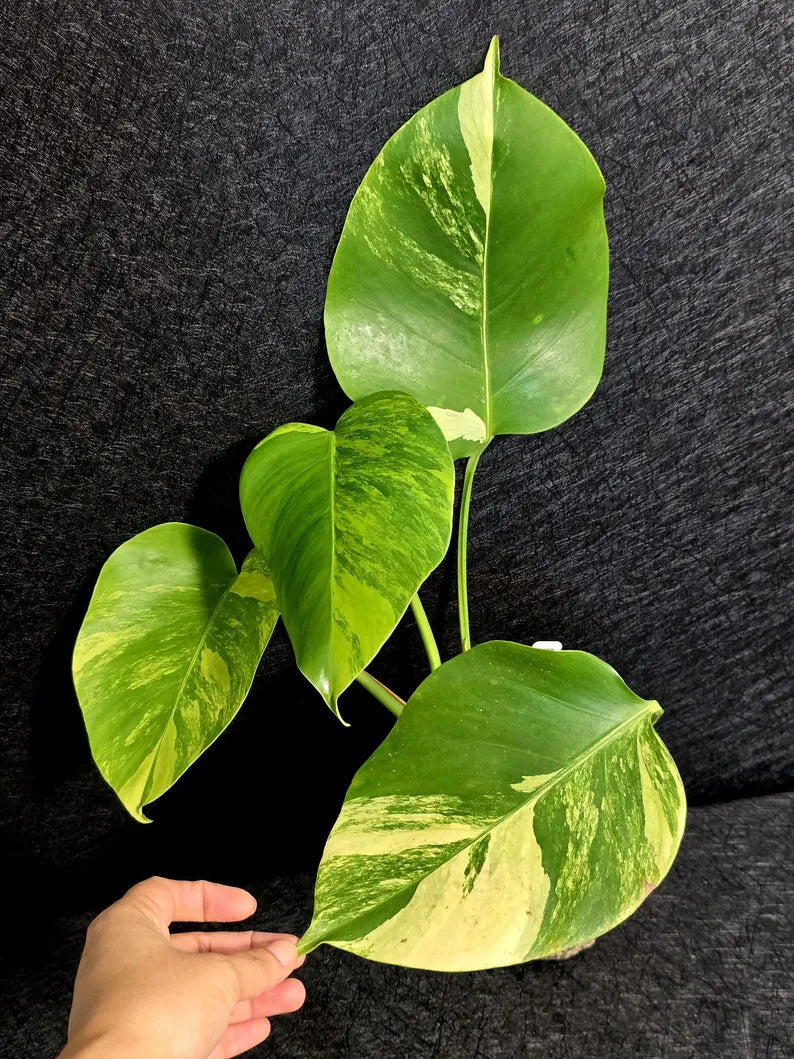 Monstera Aurea Variegated Borsigiana - Rare Monstera Marmota - Exact SAME Plant - US Seller