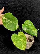 Monstera Aurea Variegated Borsigiana - Rare Monstera Marmota - Exact SAME Plant - US Seller
