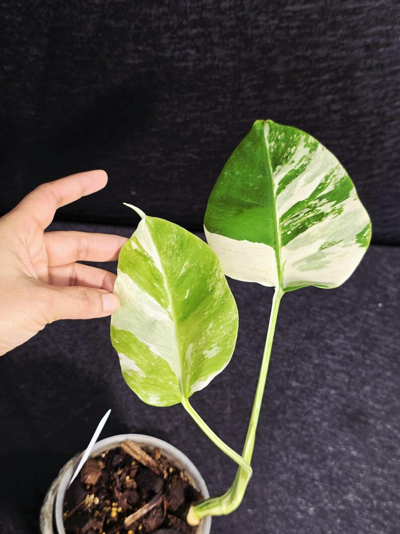 Variegated Monstera Albo - Rare White Monstera Borsigiana Baby Plant - EXACT Plant - US Seller