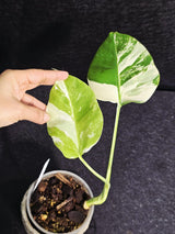 Variegated Monstera Albo - Rare White Monstera Borsigiana Baby Plant - EXACT Plant - US Seller