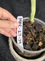 Variegated Monstera Albo - Rare White Monstera Borsigiana Baby Plant - EXACT Plant - US Seller
