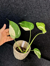Variegated Monstera Albo - Rare White Monstera Borsigiana Baby Plant - EXACT Plant - US Seller