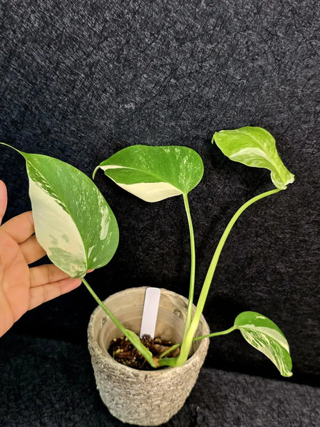 Variegated Monstera Albo - Rare White Monstera Borsigiana Baby Plant - EXACT Plant - US Seller