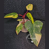 Variegated Philodendron Strawberry Shake Live Plant - Rare Collector Plant - EXACT Plant - US Seller