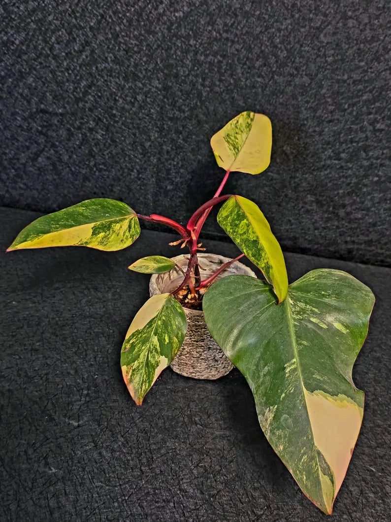 Variegated Philodendron Strawberry Shake Live Plant - Rare Collector Plant - EXACT Plant - US Seller