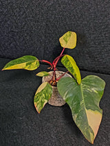Variegated Philodendron Strawberry Shake Live Plant - Rare Collector Plant - EXACT Plant - US Seller