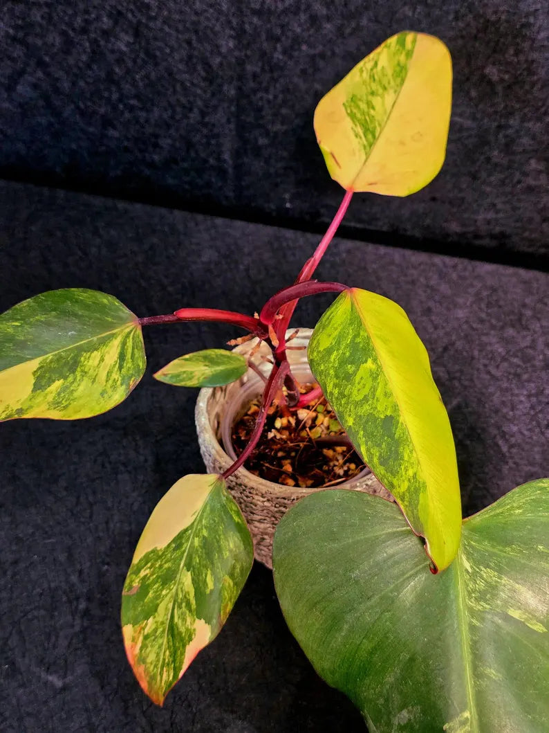 Variegated Philodendron Strawberry Shake Live Plant - Rare Collector Plant - EXACT Plant - US Seller