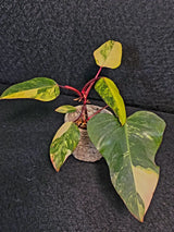 Variegated Philodendron Strawberry Shake Live Plant - Rare Collector Plant - EXACT Plant - US Seller