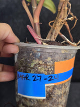Variegated Philodendron Strawberry Shake Live Plant - Rare Collector Plant - EXACT Plant - US Seller