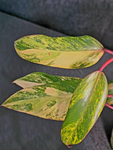 Variegated Philodendron Strawberry Shake Live Plant - Rare Collector Plant - EXACT Plant - US Seller