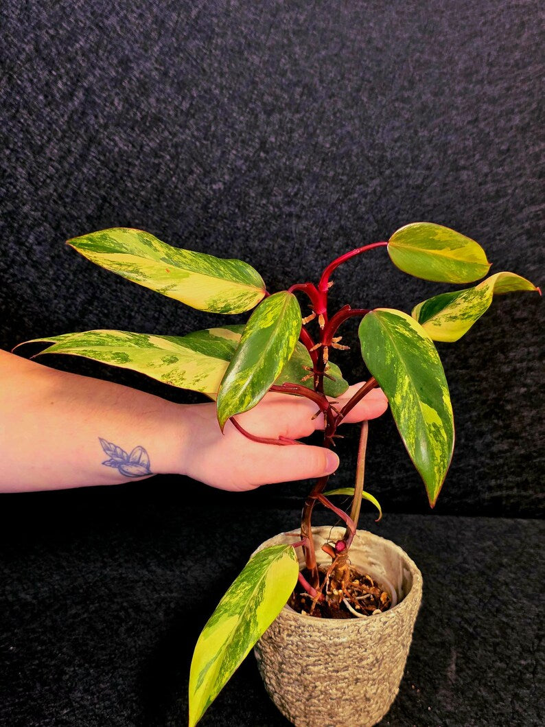 Variegated Philodendron Strawberry Shake Live Plant - Rare Collector Plant - EXACT Plant - US Seller
