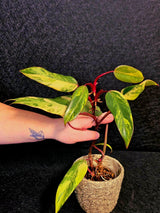 Variegated Philodendron Strawberry Shake Live Plant - Rare Collector Plant - EXACT Plant - US Seller