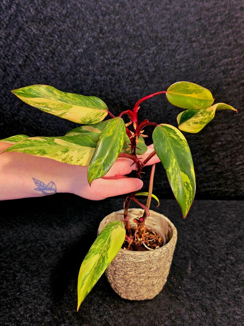 Variegated Philodendron Strawberry Shake Live Plant - Rare Collector Plant - EXACT Plant - US Seller