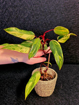 Variegated Philodendron Strawberry Shake Live Plant - Rare Collector Plant - EXACT Plant - US Seller