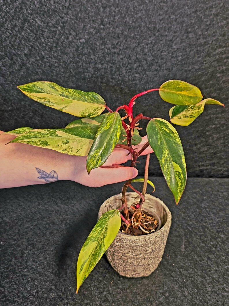 Variegated Philodendron Strawberry Shake Live Plant - Rare Collector Plant - EXACT Plant - US Seller