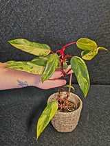 Variegated Philodendron Strawberry Shake Live Plant - Rare Collector Plant - EXACT Plant - US Seller