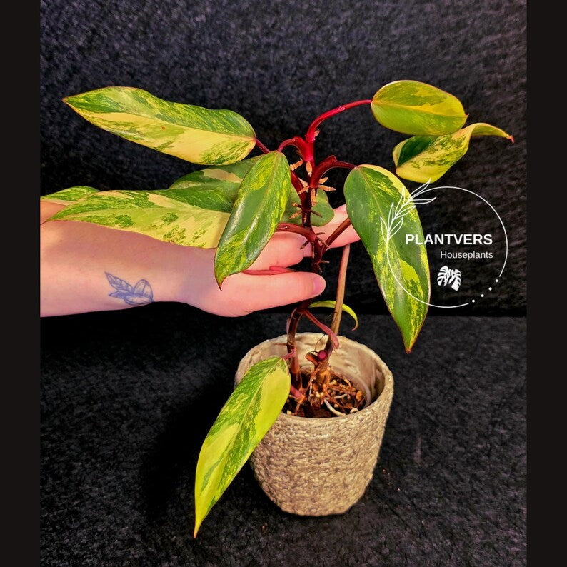 Variegated Philodendron Strawberry Shake Live Plant - Rare Collector Plant - EXACT Plant - US Seller