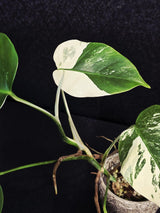 Variegated Monstera Albo EXACT Live Plant - Indoor White Monstera Albo Borsigiana Plant - Albo Baby Leaf Plant - Rare Houseplant - US Seller