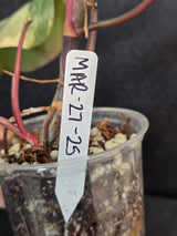 Variegated Philodendron Strawberry Shake Live Plant - Rare Collector Plant - EXACT Plant - US Seller
