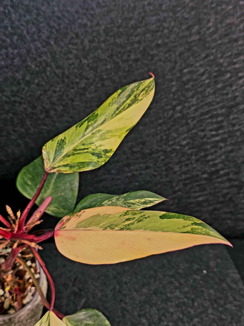 Variegated Philodendron Strawberry Shake Live Plant - Rare Collector Plant - EXACT Plant - US Seller