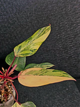 Variegated Philodendron Strawberry Shake Live Plant - Rare Collector Plant - EXACT Plant - US Seller