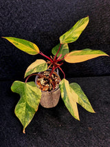 Variegated Philodendron Strawberry Shake Live Plant - Rare Collector Plant - EXACT Plant - US Seller