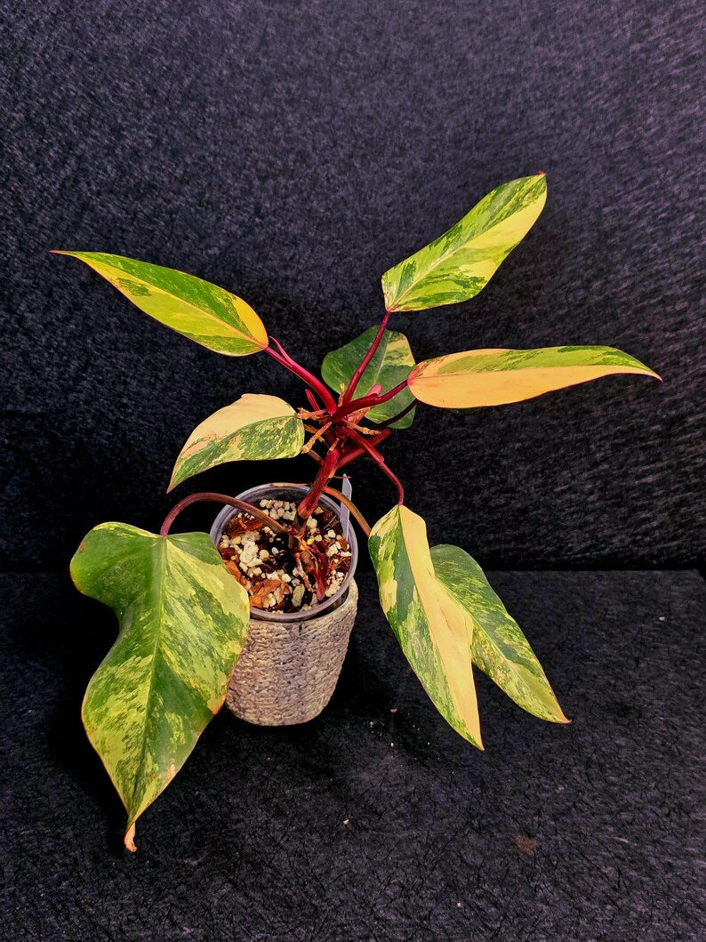 Variegated Philodendron Strawberry Shake Live Plant - Rare Collector Plant - EXACT Plant - US Seller