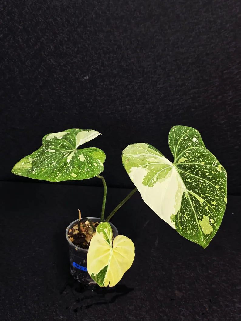 Super Rare Plants